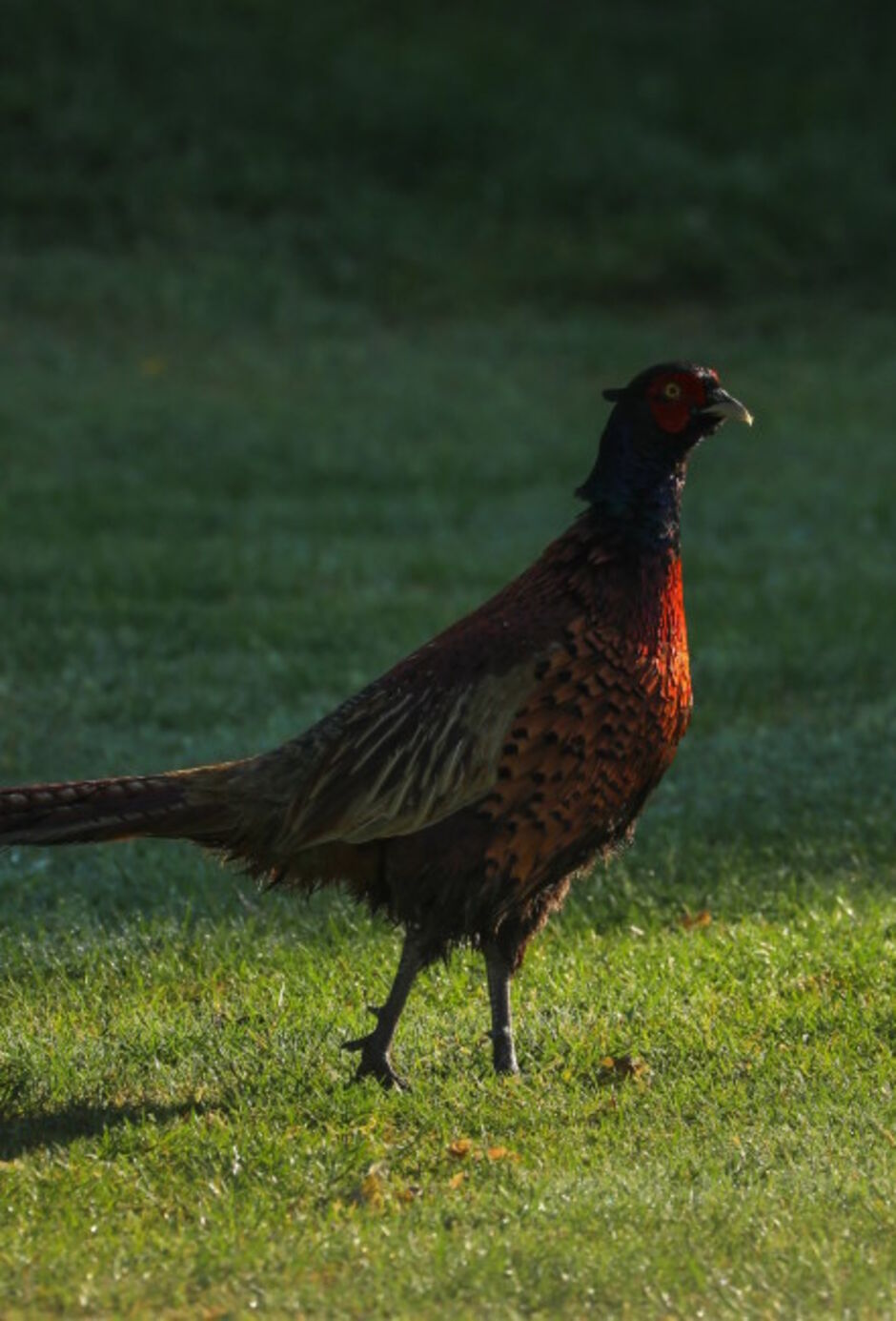Pheasant exploring Kedleston Park Golf Club