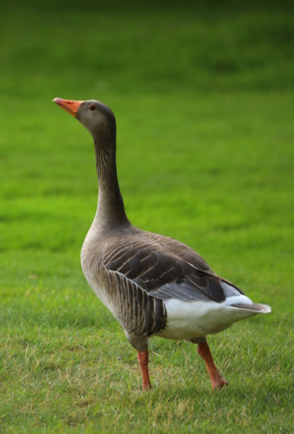 Greylag Goose exploring Kedleston Park Golf Club